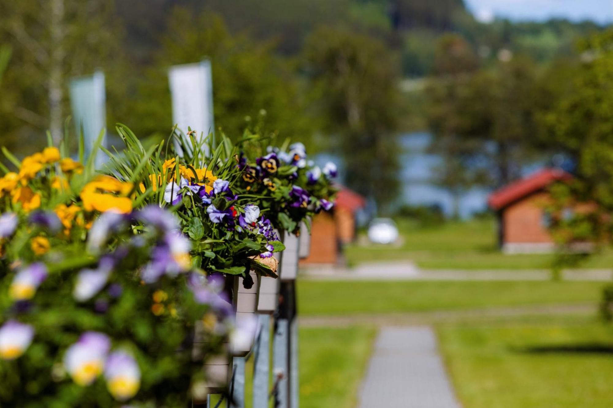 Resort Olsina Horní Planá Exteriör bild